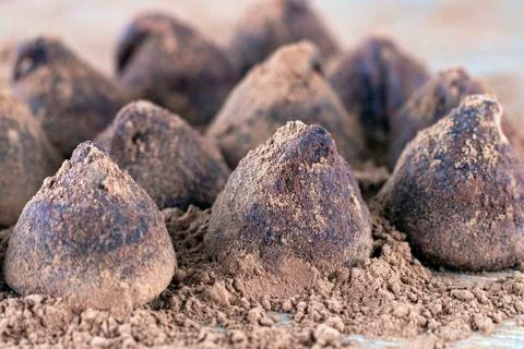 Chocolate Truffle. Stock Photos