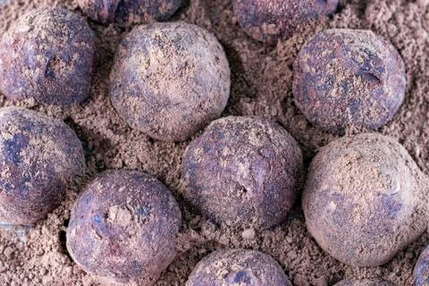 Chocolate Truffle. Stock Photos