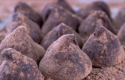 Chocolate Truffle. Stock Photos