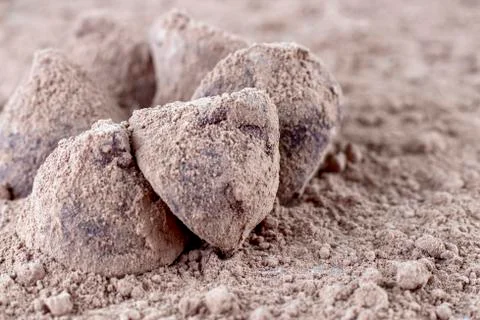 Chocolate Truffle. Stock Photos