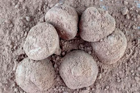 Chocolate Truffle. Stock Photos