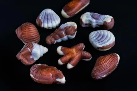 Chocolates in the shape of starfish and shells Stock Photos