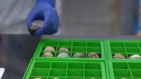 Chocolatier packing truffles in box. Video stock 88937684