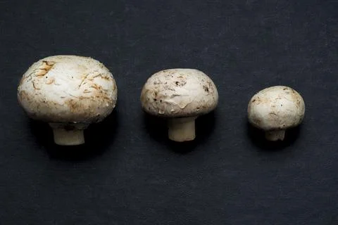 Choice champignons Stock Photos