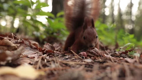 Choice of squirrel between hazelnuts and walnuts Vídeos de archivo 143438199