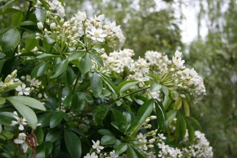 Choisya Stock Photos