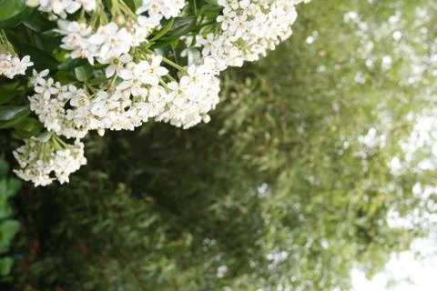 Choisya Stock Photos
