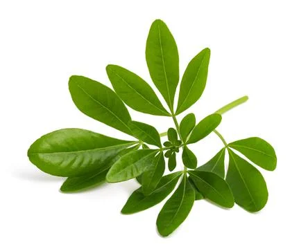 Choisya ternata  kunth Stock Photos