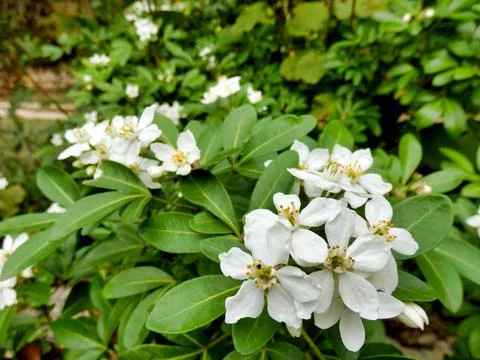 Choisya Ternata. Stock Photos