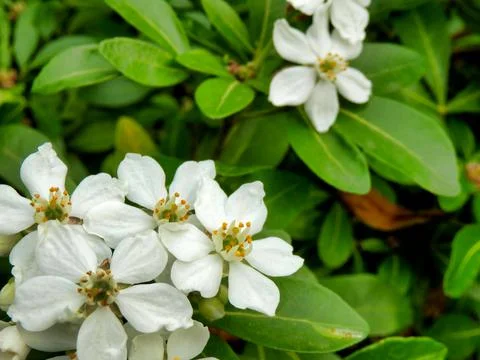 Choisya Ternata. Stock Photos