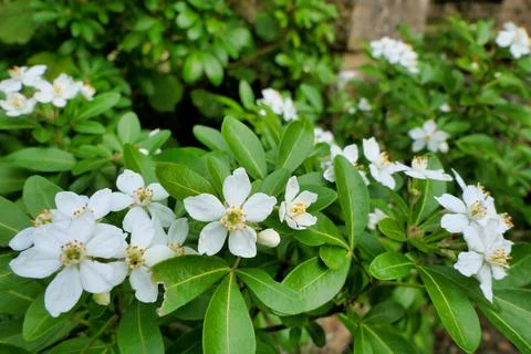Choisya Ternata. Stock Photos