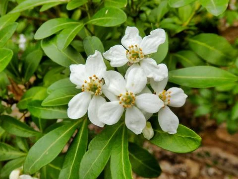 Choisya Ternata. Stock Photos