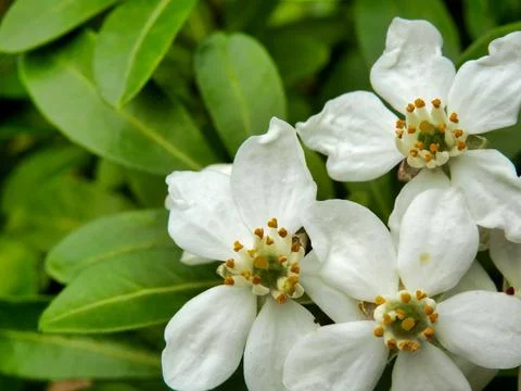 Choisya Ternata. Stock Photos