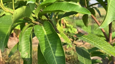 The 'Chok Anan' mango tree | Stock Video | Pond5