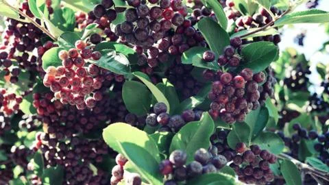 Chokberry 库存照片