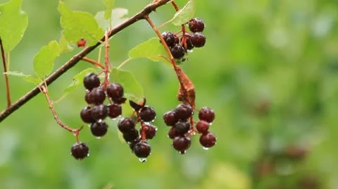 Choke cherries - wet clusters droop &amp; sway Stock-Footage 10568481