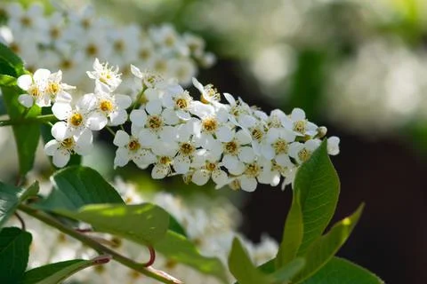 Choke Cherry Spray Stock Photos