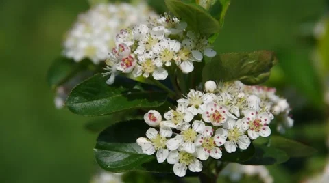 Chokeberries flower Stock Footage 59304671