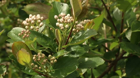 Chokeberries flower in full bloom bud spring nature footage Stock Footage 50961071