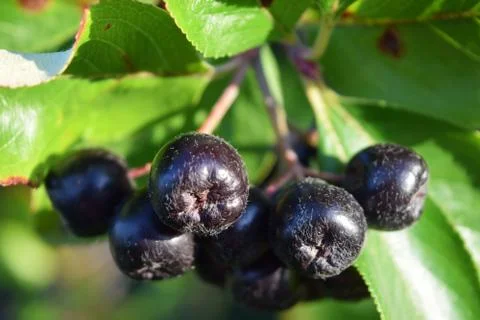 Chokeberry on a branch. Stock Photos