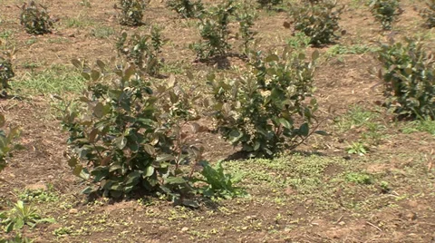 Chokeberry bush Stock-Footage 39954447