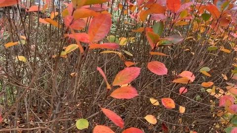 Chokeberry bushes Stock Footage 117716368