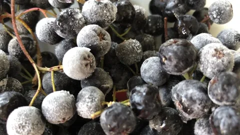 Chokeberry close up view. Stock Footage 284723053