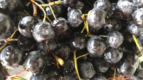 Chokeberry close up view. Stock Footage 284723875