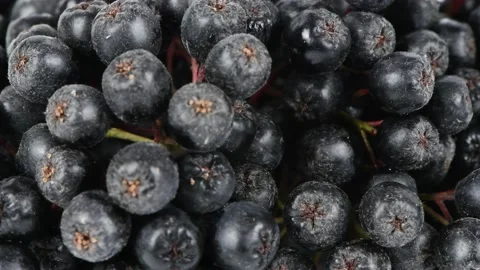 Chokeberry extrem close-up. Side view. Loop motion. Rotation 360 Stock Footage 165168066
