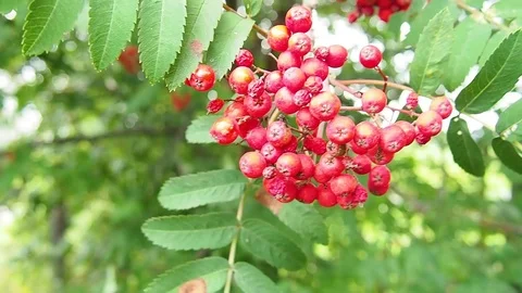 Chokeberry grows on the tree. A lot of branches and leaves. Small black fruit. Stock Footage 118666765