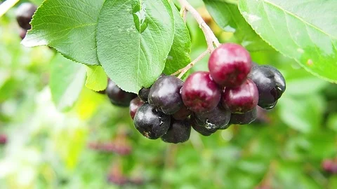 Chokeberry grows on the tree. A lot of branches and leaves. Small black fruit. Video stock 118666781