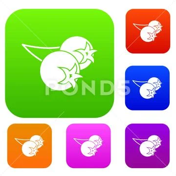 Chokeberry or aronia berry set color collection Stock Illustration