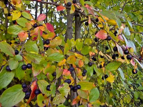Chokeberry Stock Photos