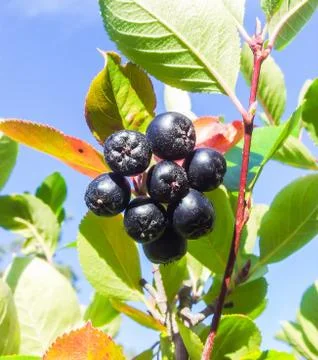 Chokeberry Stock Photos