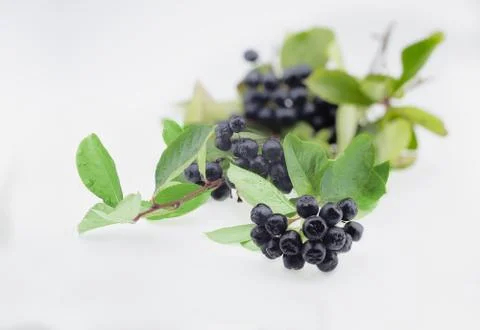 Chokeberry Stock Photos