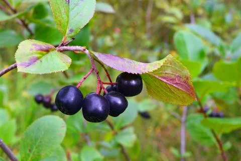 Chokeberry Foto stock