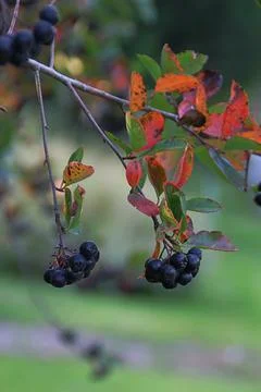 Chokeberry Stock Photos