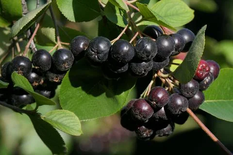 Chokeberry Stock Photos