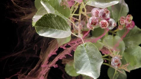 Chokeberry plant blooming sequence on a dark background Stock Footage 339568314