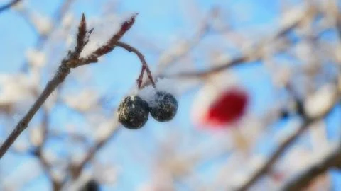 Chokeberry in the winter. Stock Photos