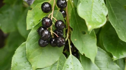 Chokecherries in the breeze Stock Footage 191204838