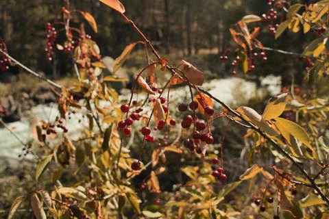 Chokecherry Stock Photos