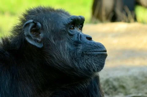 Choking chimpanzee in zoo in summer time Stock Photos