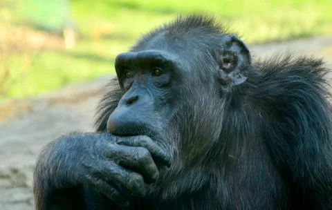 Choking chimpanzee in zoo in summer time Stock Photos