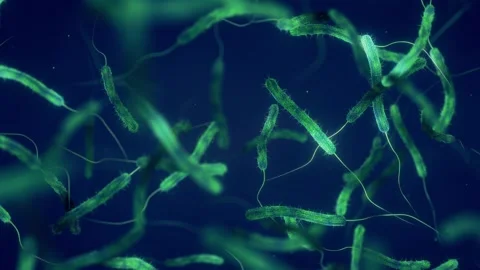 Cholera bacteria Stock Footage 282170231
