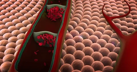Cholesterol in a blood Video stock 100602897