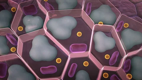 Cholesterol in a cells Video stock 74393970