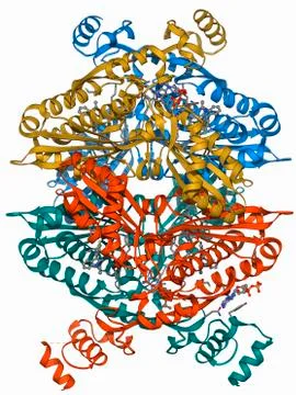 Cholesterol producing enzyme molecule Stock Illustration