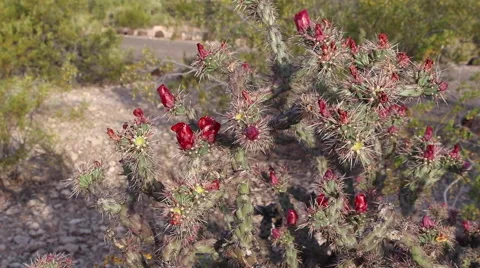 Cholla Bloom Stock Footage 55186434