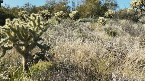 Cholla cacti between tall grass at the desert of southern Arizona Stock Footage 212778978